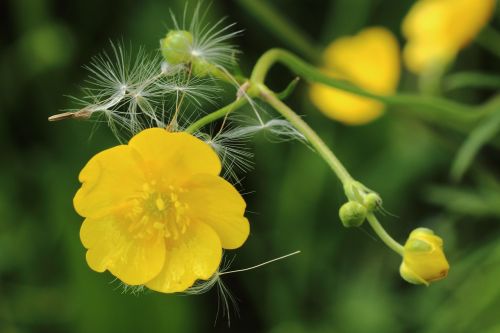 buttercup blossom bloom