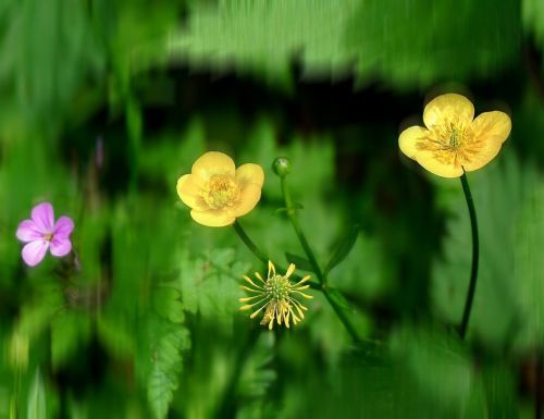 buttercup plant yellow flower