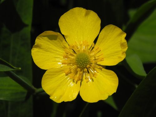 buttercup blossom bloom