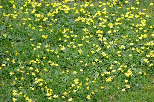 Buttercup Meadow Flowers