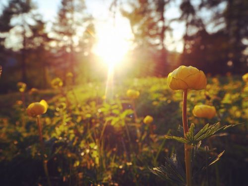 buttercups sunset nature