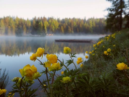 buttercups lake mist