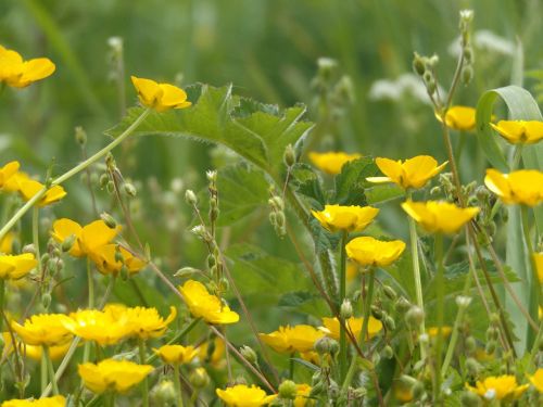 buttercups outside nature