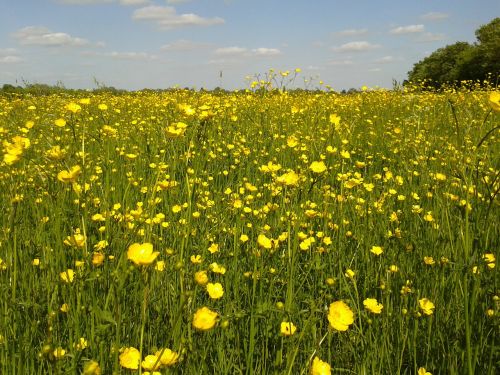 buttercups yellow flowers