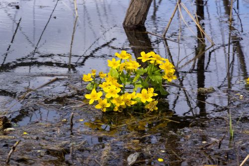 buttercups water yellow flowers
