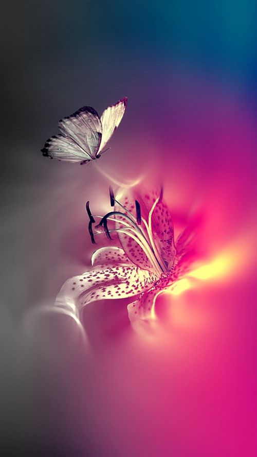 butterflies pink bug