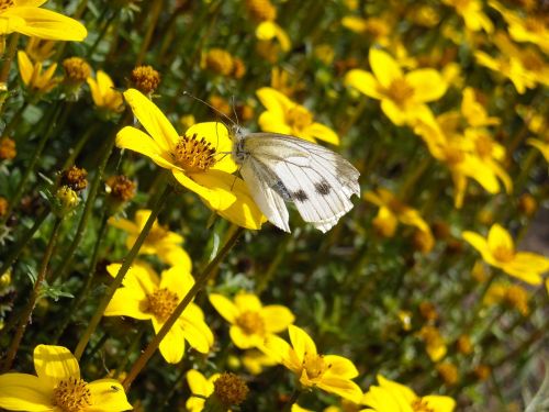 butterflies cabbage white yellow flowers