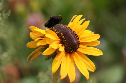 butterflies nature flower