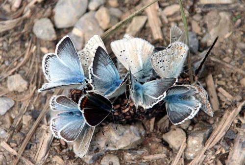 butterflies wings insects