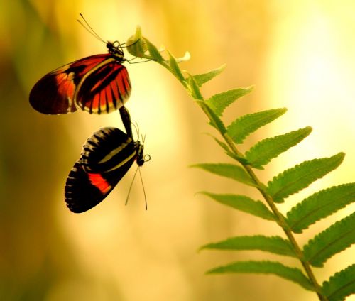 butterflies mating intimate
