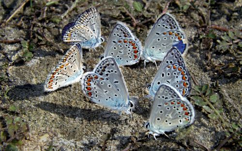 butterflies blue rest