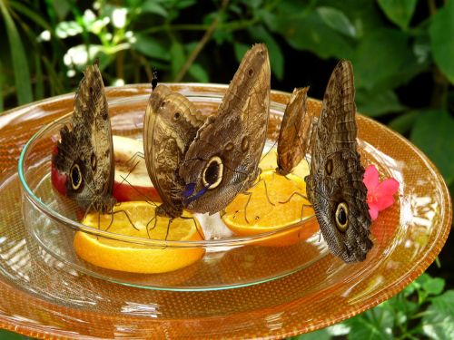 butterflies mainau butterfly house