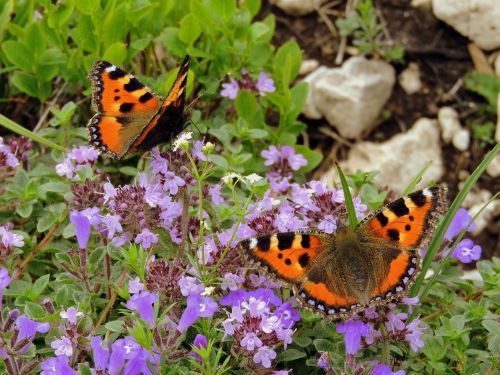 butterflies flowers colors