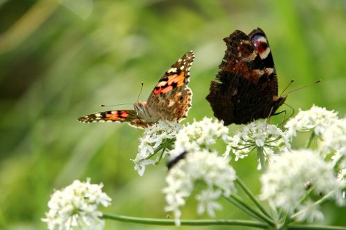 butterflies flowers nature