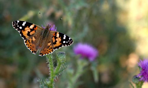 butterflies insects plants