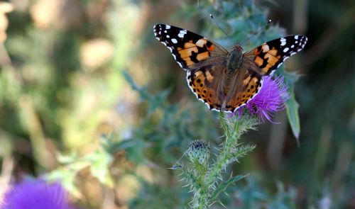 butterflies insects plants