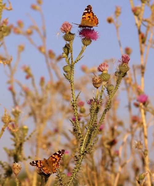 butterflies insects plants