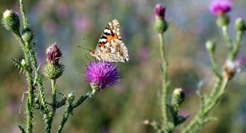 butterflies insects plants