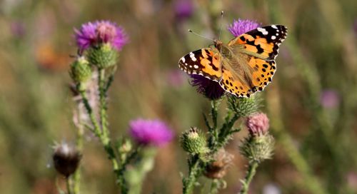 butterflies insects plants