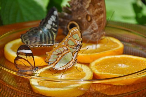 butterflies feeding butterfly house