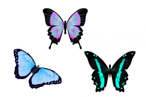 butterflies illustration drawing