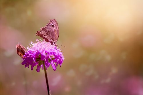 butterflies meadow brown edelfalter