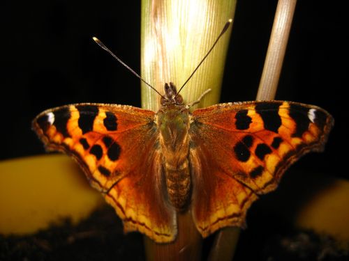 butterflies monarch butterfly