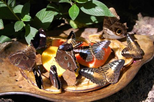 butterflies insects flowers