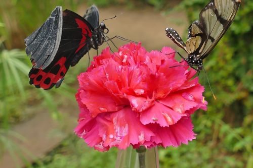 butterflies black red brown black