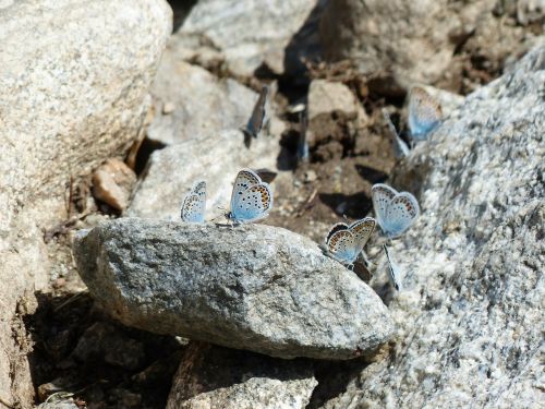 butterflies restharrow's blue polyommatus icarus