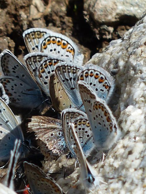 butterflies restharrow's blue polyommatus icarus