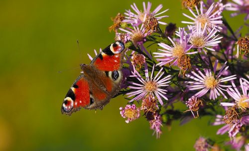 butterflies peacock insects