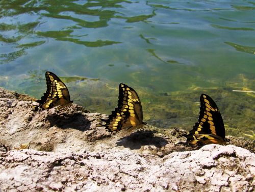 butterflies water pond