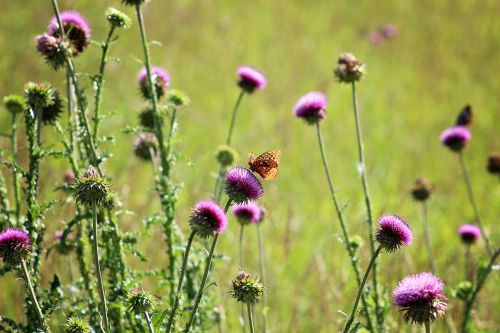 butterflies thistle butterfly