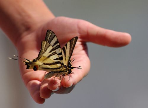 butterflies animals hand