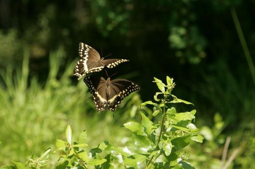 butterflies swallowtail flower