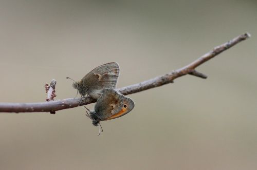 butterflies mating love