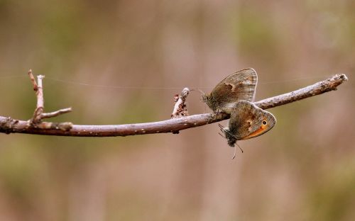 butterflies mating love