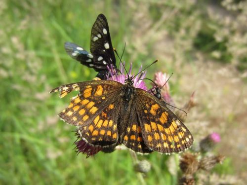 butterflies blossom bloom