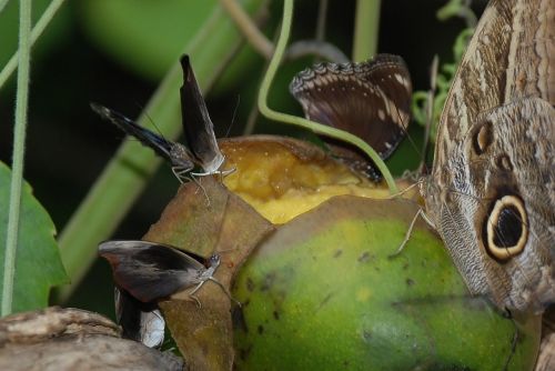 butterflies insects butterfly