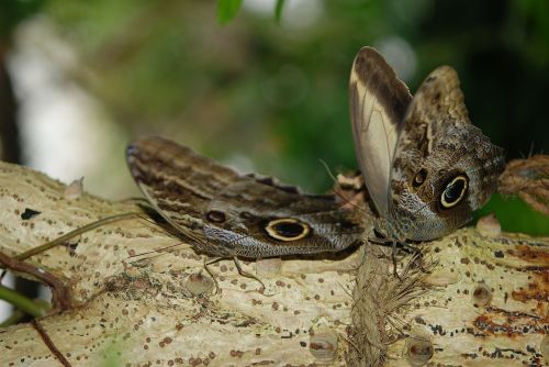 butterflies morpho peleides animal