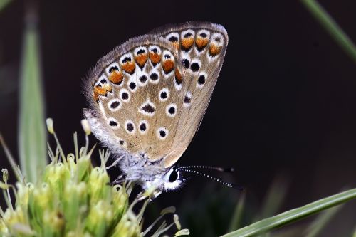 butterflies very eyes turkey