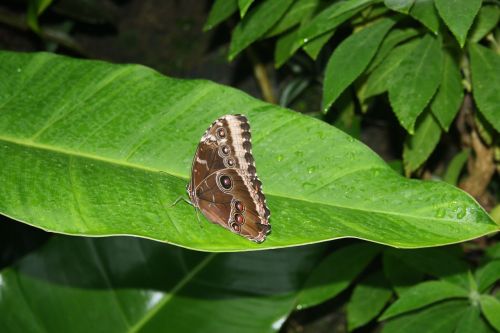 butterflies braun butterfly tropical fauna flora