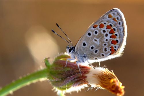 butterflies very eyes brown