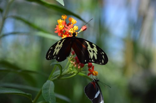 butterflies green nature