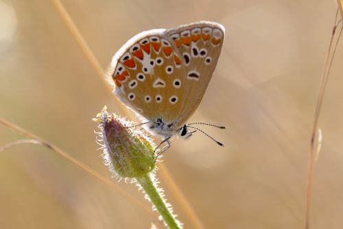 butterflies macro very eyes