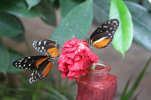 butterflies butterfly house nature