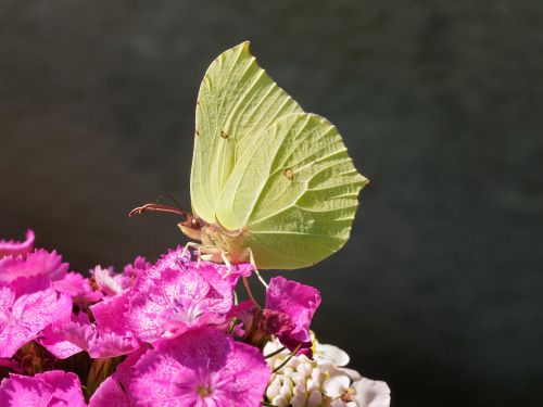 butterflies lemon macro