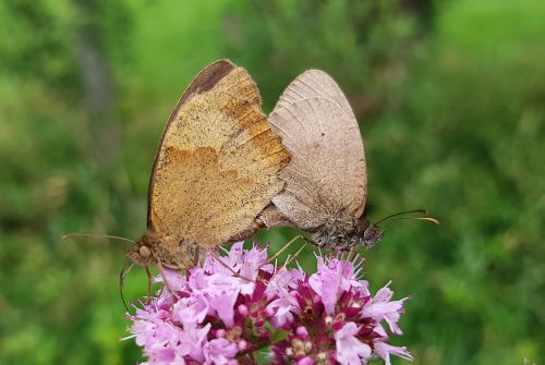 butterflies pairing butterfly