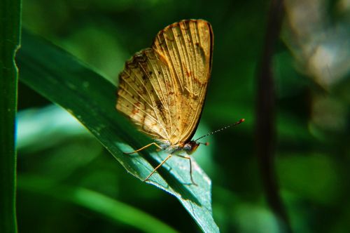 butterflies macro microphotographing